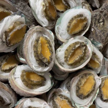 鲍鱼粉丝鲍鱼烧烤食材夜市专用粉丝鲍鱼