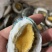 鲍鱼粉丝鲍鱼烧烤食材夜市专用粉丝鲍鱼