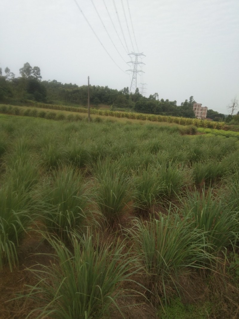 柠檬香茅草