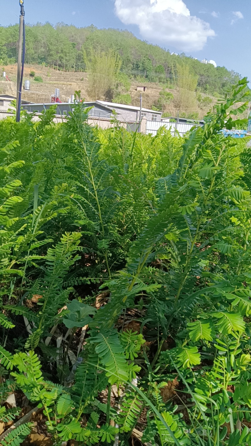 橄榄苗，余甘子，甜橄榄，印度大橄榄，红橄榄苗