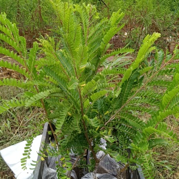 橄榄苗，余甘子，甜橄榄，印度大橄榄，红橄榄苗