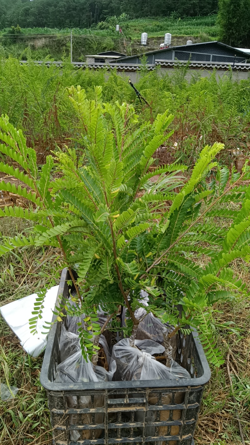 橄榄苗，余甘子，甜橄榄，印度大橄榄，红橄榄苗