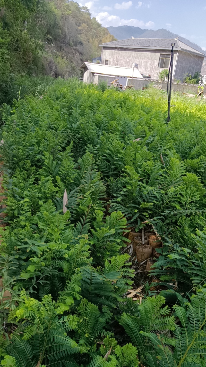 橄榄苗，余甘子，甜橄榄，印度大橄榄，红橄榄苗