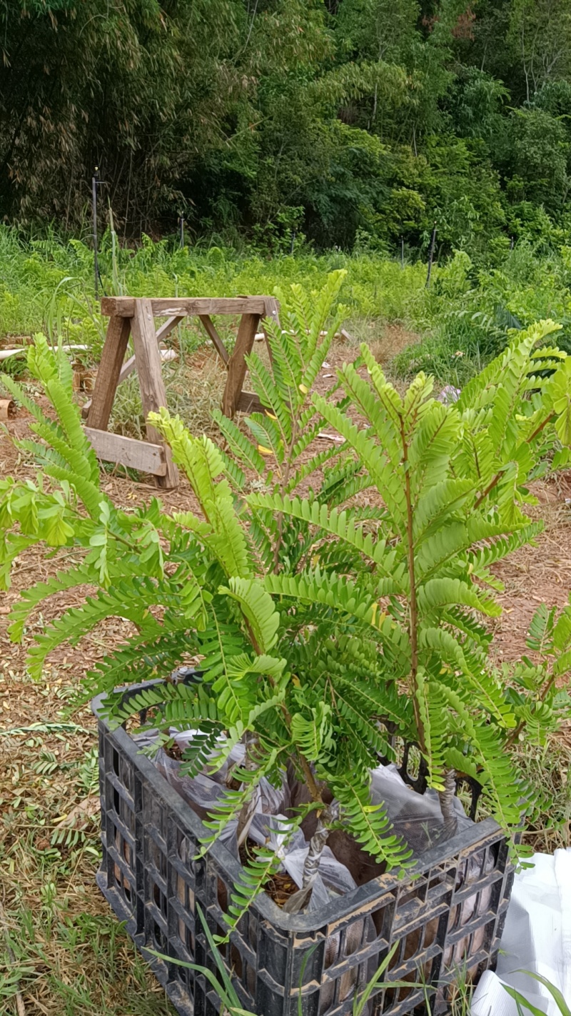 橄榄苗，余甘子，甜橄榄，印度大橄榄，红橄榄苗