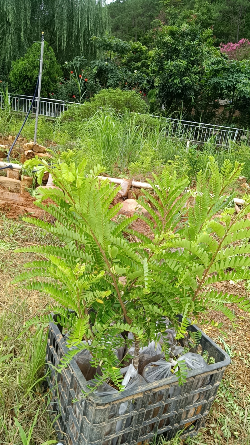 橄榄苗，余甘子，甜橄榄，印度大橄榄，红橄榄苗