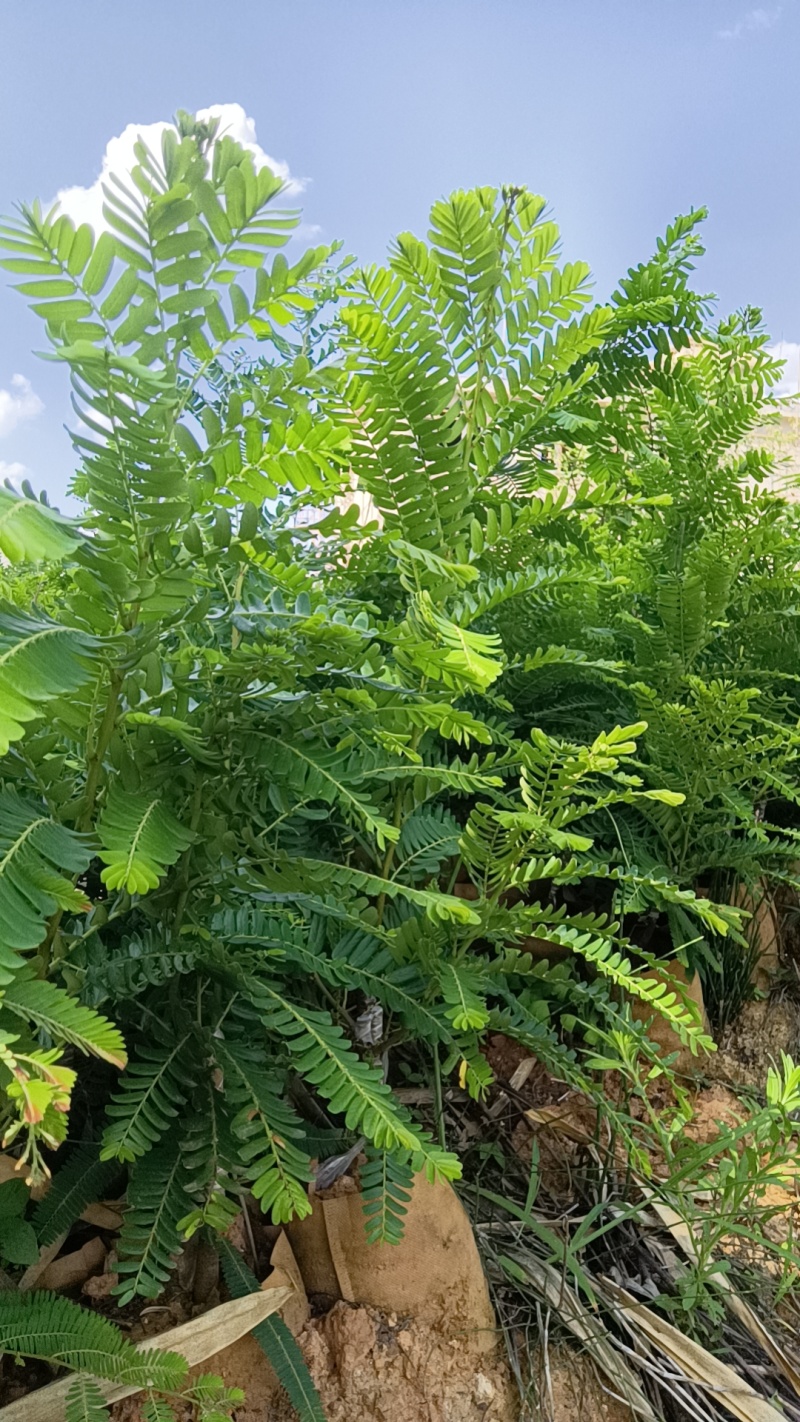 橄榄苗，余甘子，甜橄榄，印度大橄榄，红橄榄苗