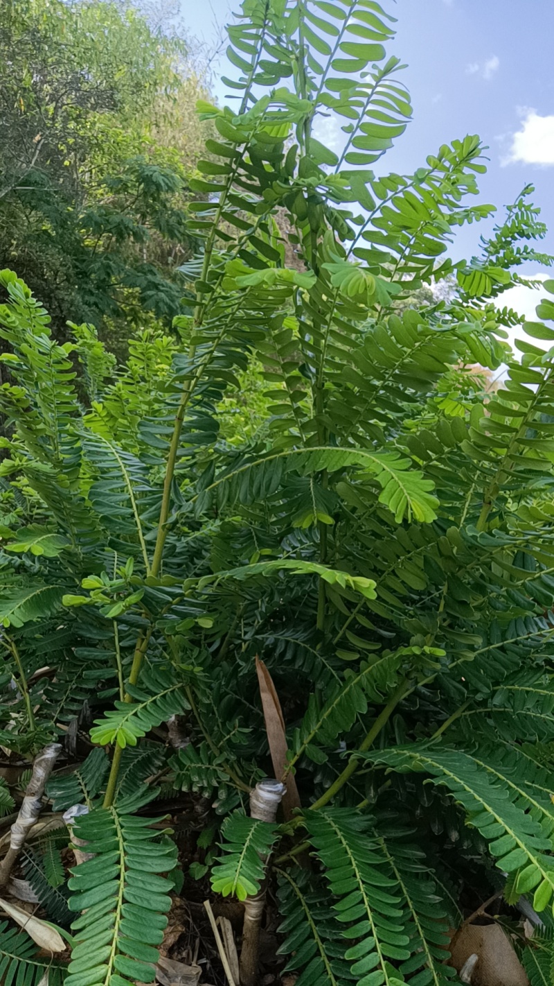 橄榄苗，余甘子，甜橄榄，印度大橄榄，红橄榄苗