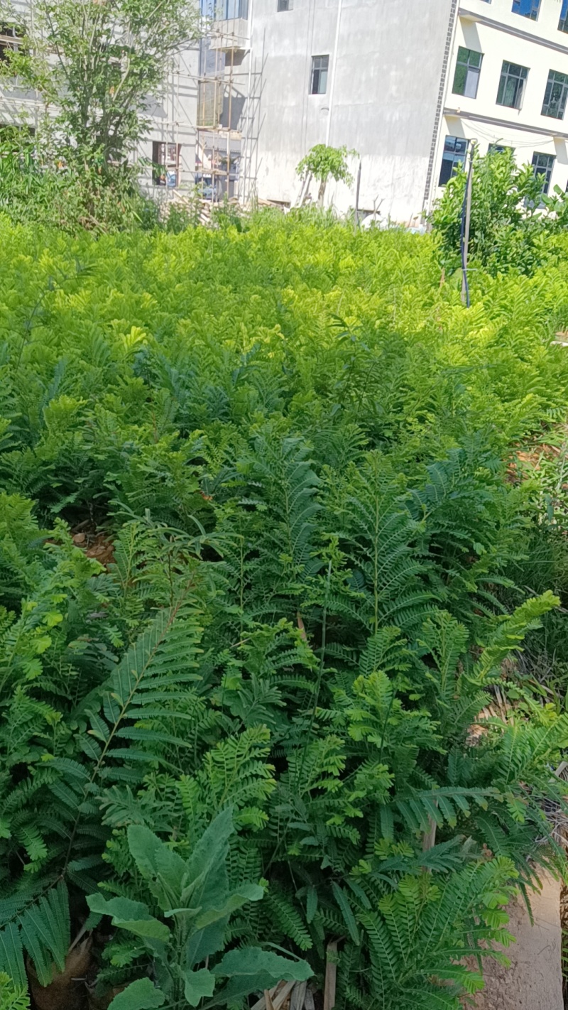 橄榄苗，余甘子，甜橄榄，印度大橄榄，红橄榄苗