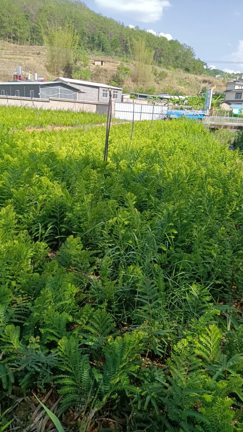 橄榄苗，余甘子，甜橄榄，印度大橄榄，红橄榄苗