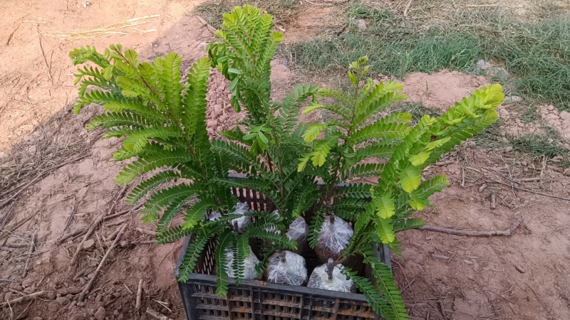 橄榄苗，余甘子，甜橄榄，印度大橄榄，红橄榄苗