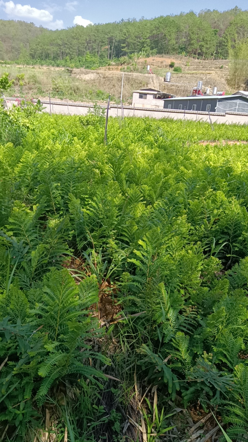 橄榄苗，余甘子，甜橄榄，印度大橄榄，红橄榄苗