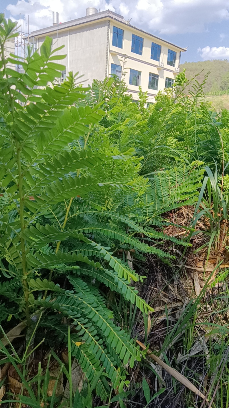 橄榄苗，余甘子，甜橄榄，印度大橄榄，红橄榄苗