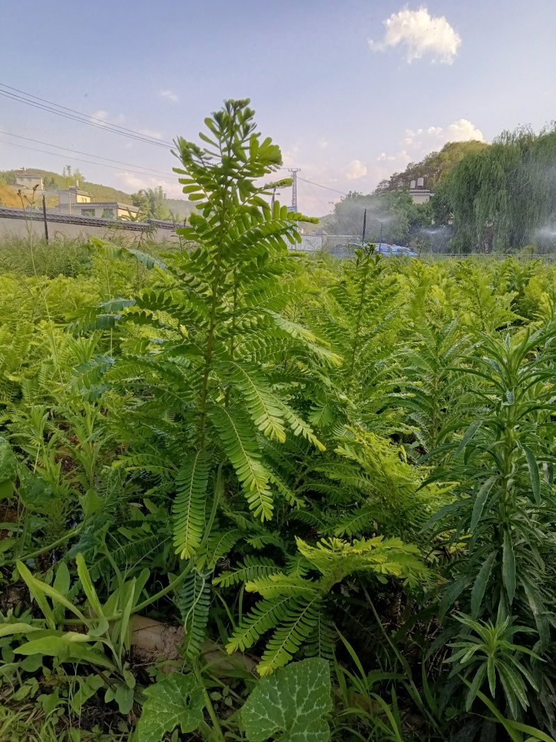 橄榄苗，余甘子，甜橄榄，印度大橄榄，红橄榄苗