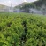 橄榄苗，余甘子，甜橄榄，印度大橄榄，红橄榄苗