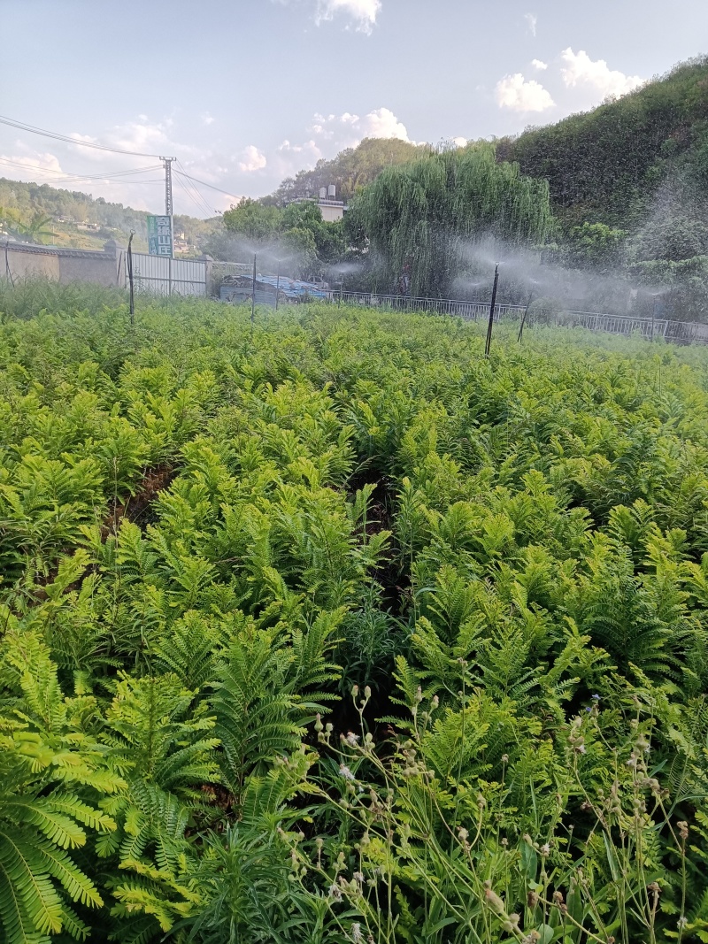橄榄苗，余甘子，甜橄榄，印度大橄榄，红橄榄苗