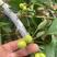露天俄罗斯八号大樱桃预计六月10成熟寻果商合作，
