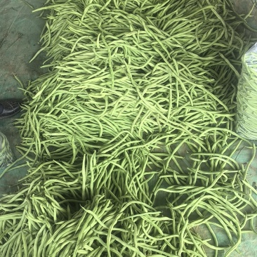 豆王无丝豆架豆王芸豆