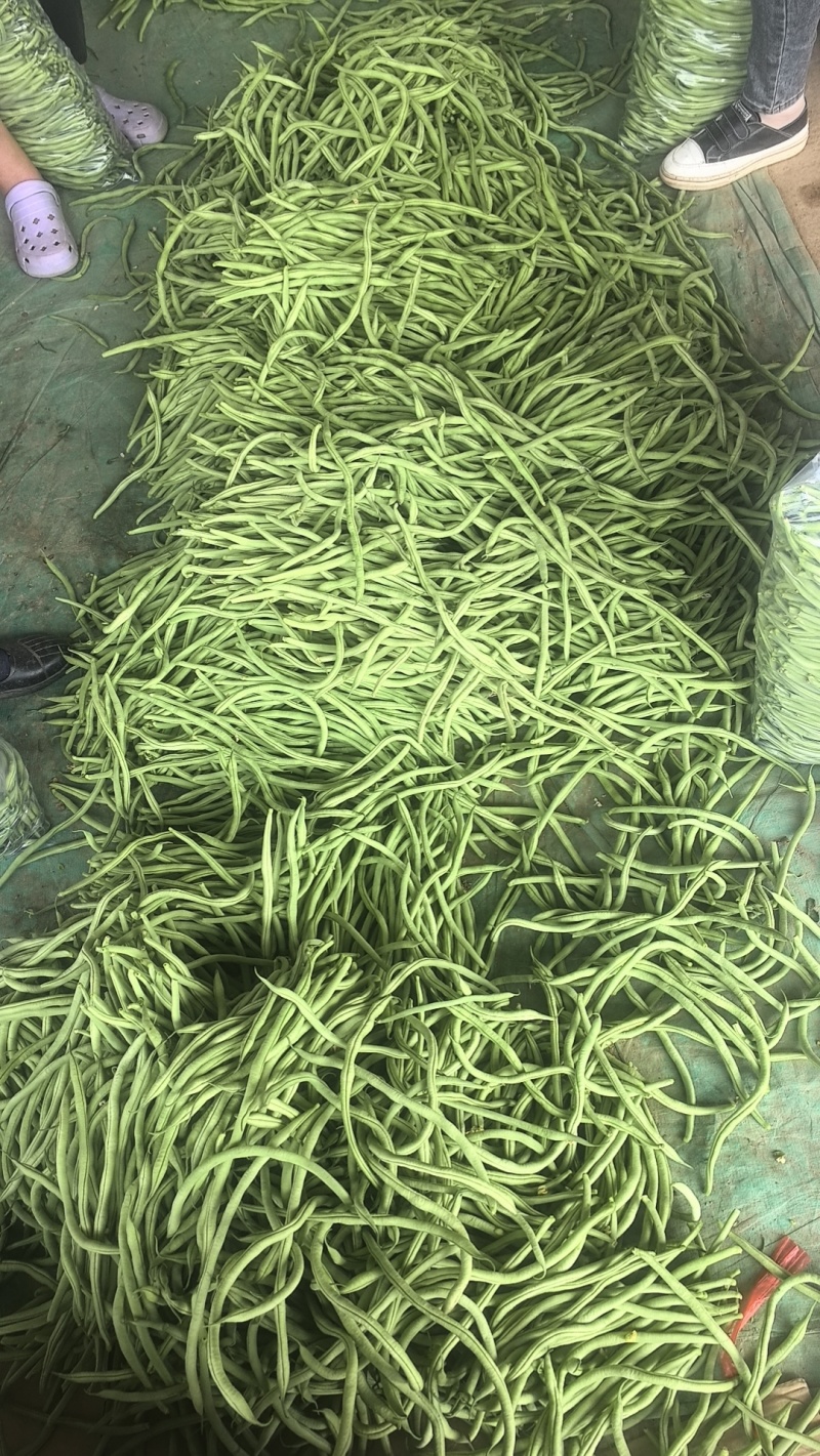 豆王无丝豆架豆王芸豆