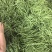 豆王无丝豆架豆王芸豆