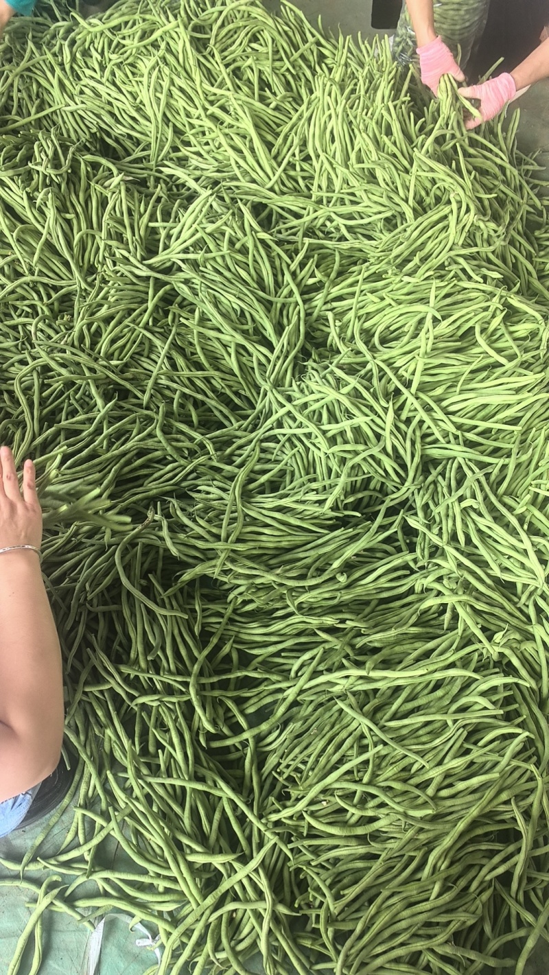 豆王无丝豆架豆王芸豆