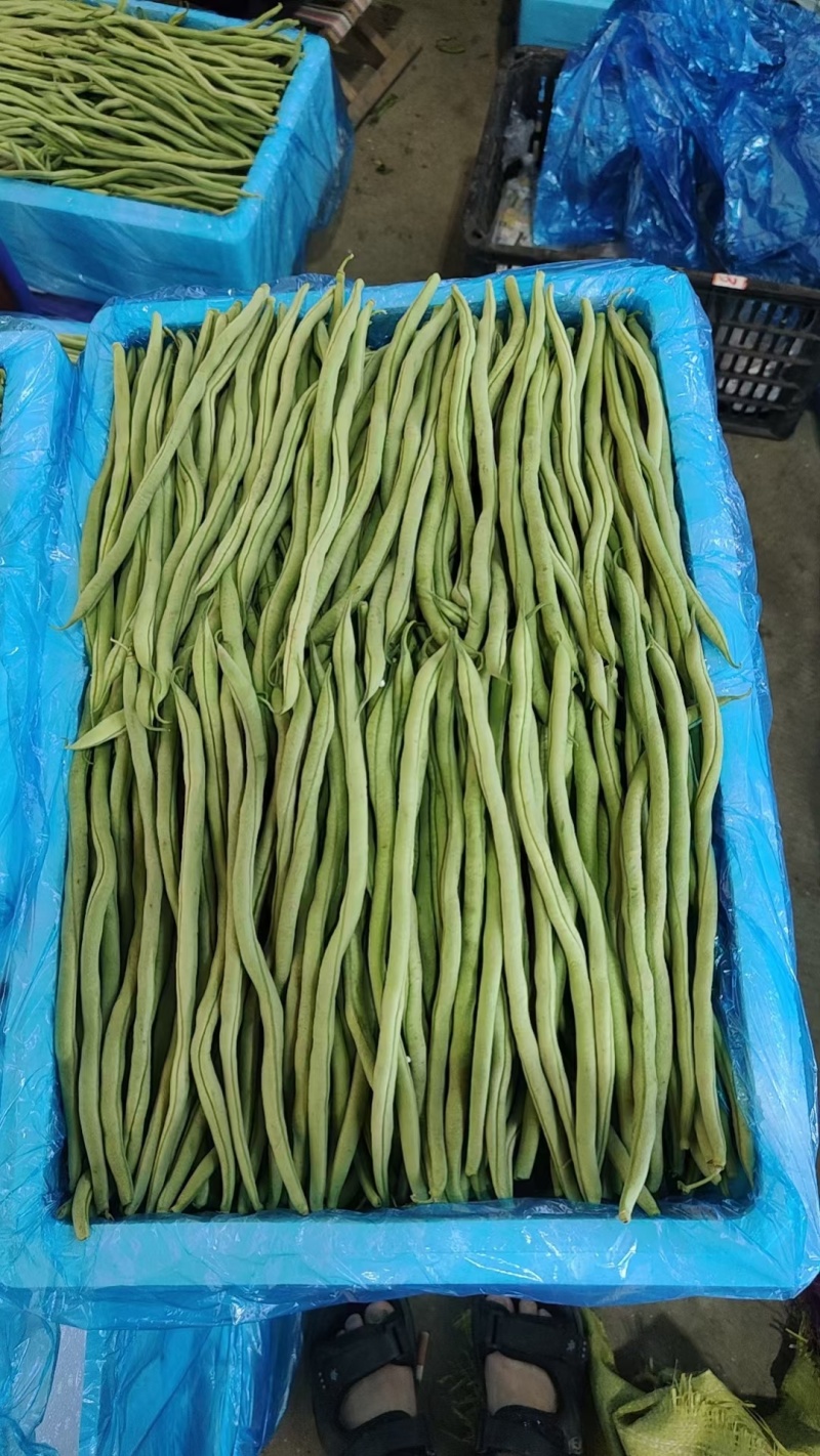豆王无丝豆架豆王芸豆