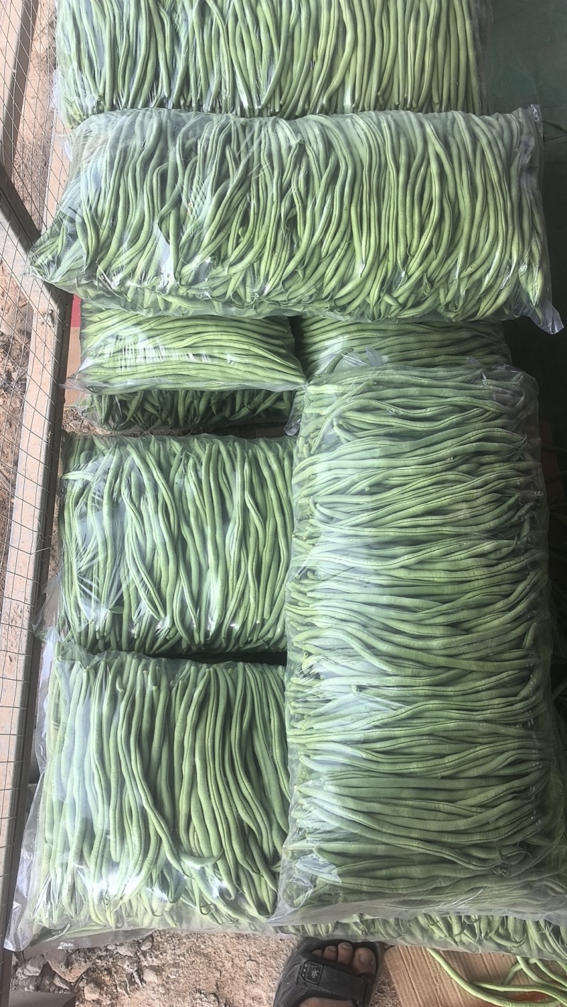 豆王无丝豆架豆王芸豆