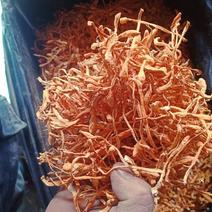粗条散草，颜色橘红色，干净。产地直发，一手货源。无硫产品。