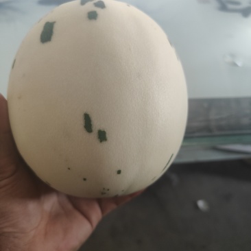 蜜露流星甜瓜