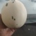 蜜露流星甜瓜