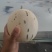 蜜露流星甜瓜