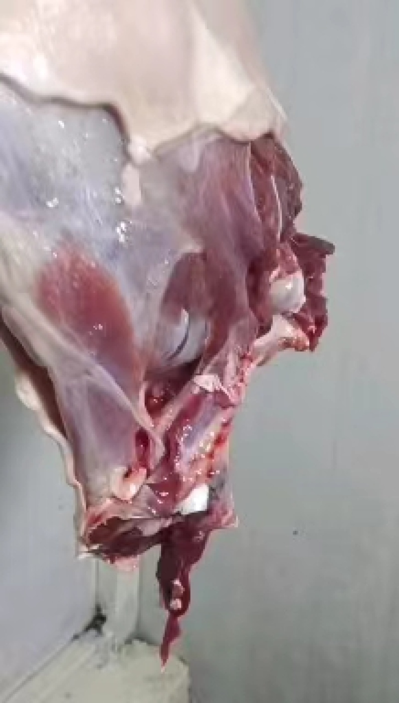 精品鹿排骨货源充足量大从优质量保证欢迎咨询