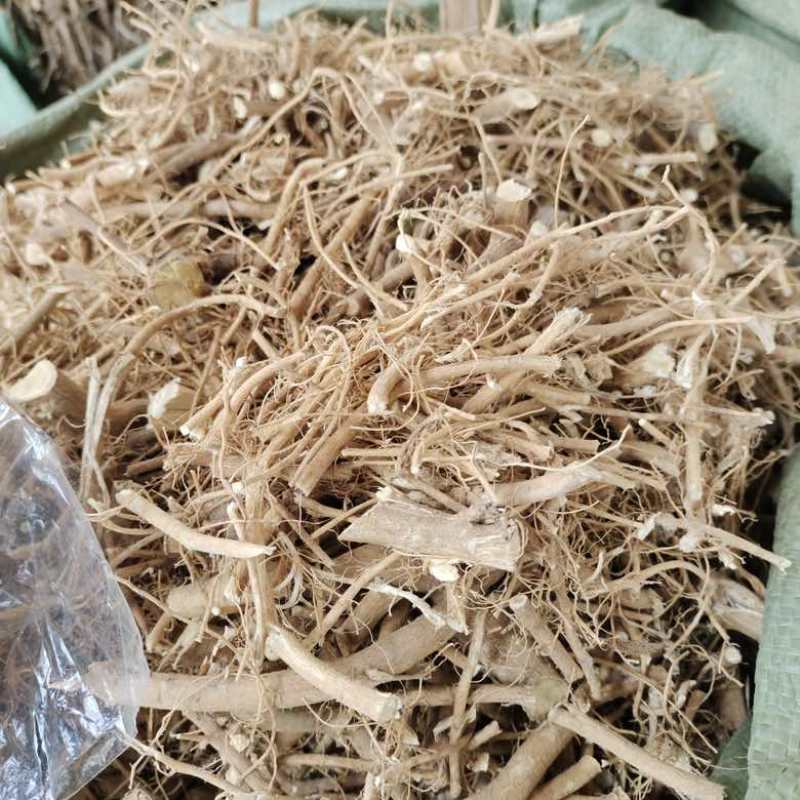 批发石参根