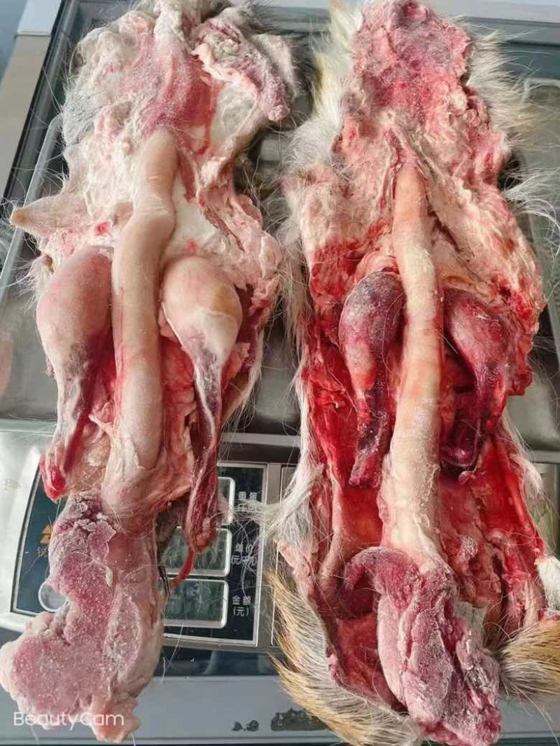纯东北发情期种鹿鞭整支泡酒男士专用，鹿场售卖，量大从优