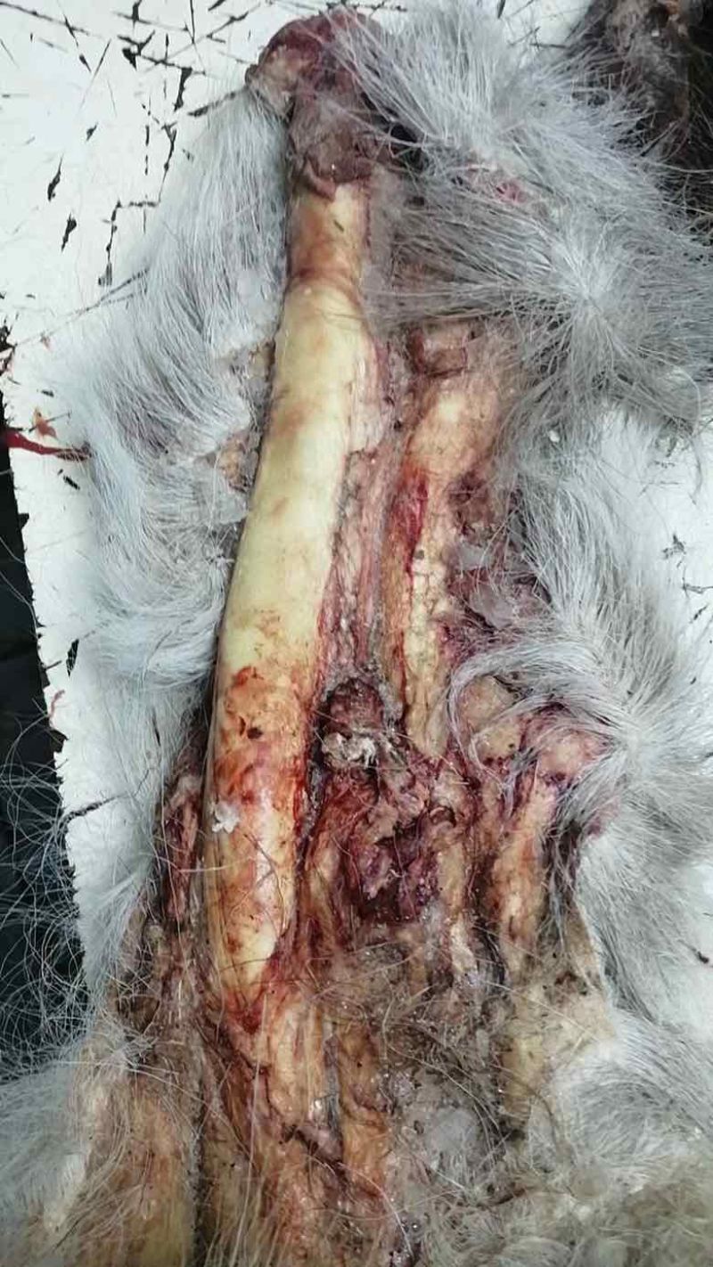 纯东北发情期种鹿鞭整支泡酒男士专用，鹿场售卖，量大从优