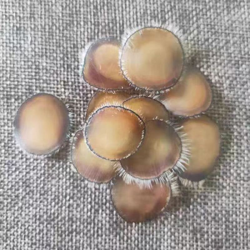 吉林双阳梅花鹿半腊片质量保证诚信经营欢迎咨询