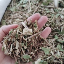 批发银花藤