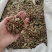 批发银花藤