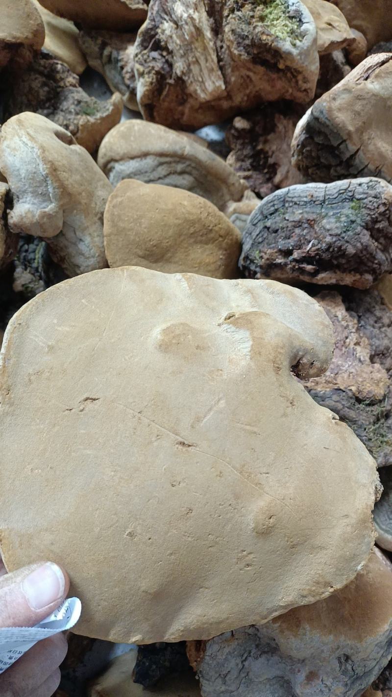 桑黄