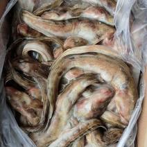 海鲶鱼，规格300-600，10吨，20斤一箱，