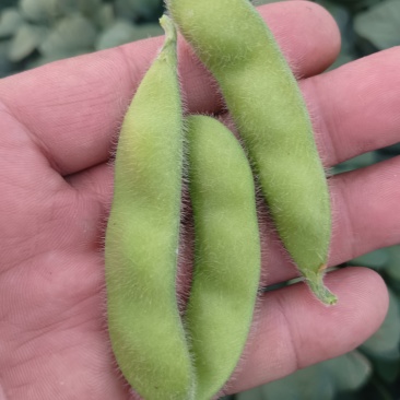 自家种植30亩大棚翠绿宝10天可以上市！