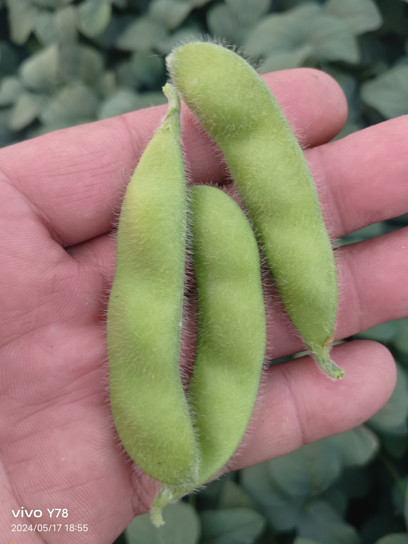 自家种植30亩大棚翠绿宝10天可以上市！