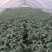 自家种植30亩大棚翠绿宝10天可以上市！