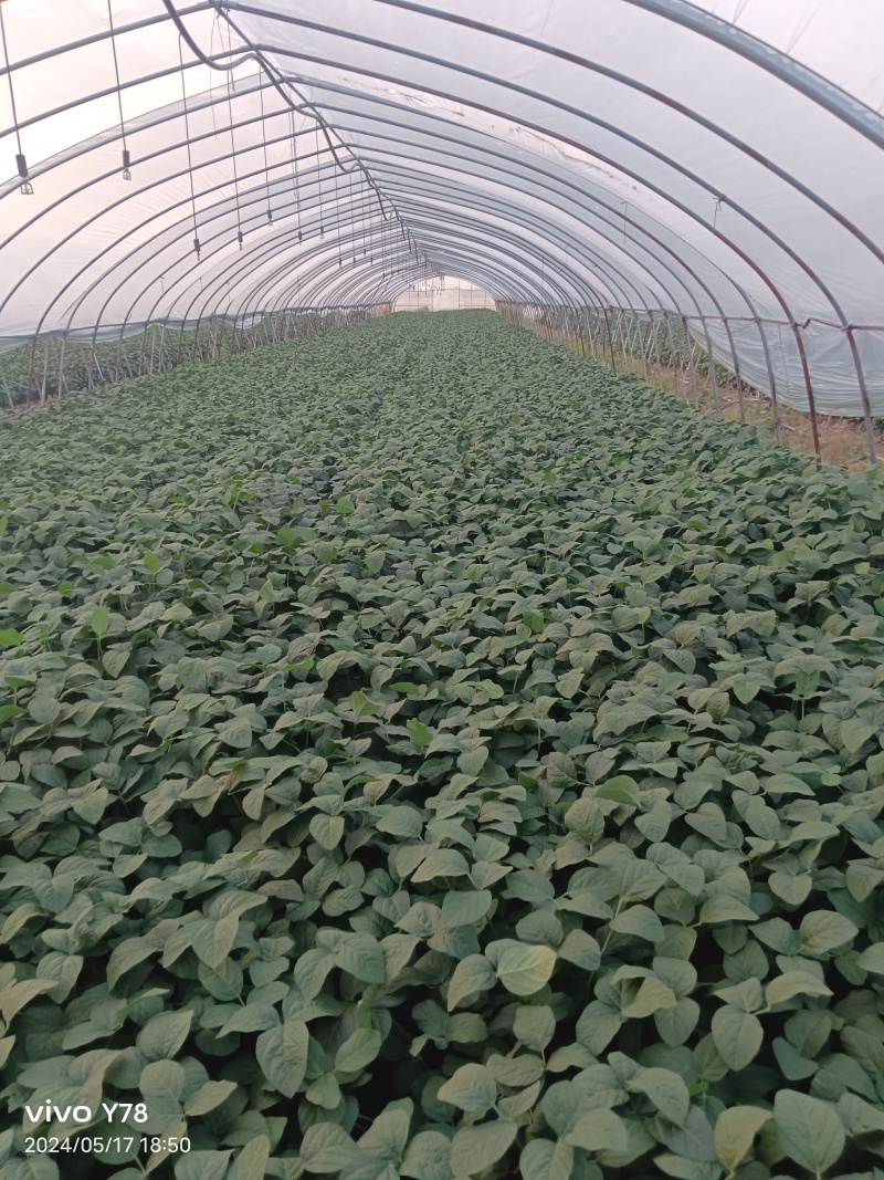 自家种植30亩大棚翠绿宝10天可以上市！