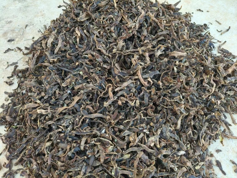 云南高原骨碎补