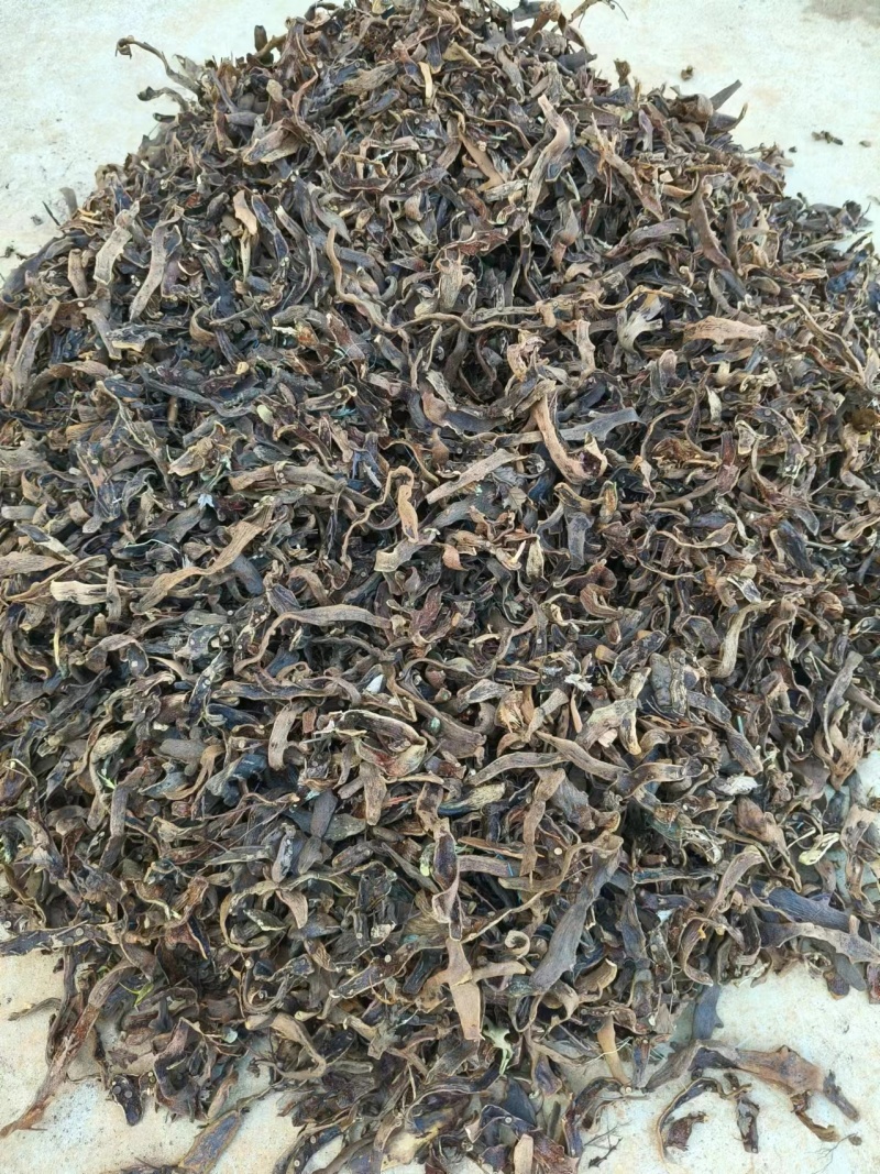 云南高原骨碎补