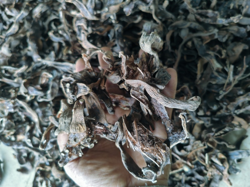 云南高原骨碎补