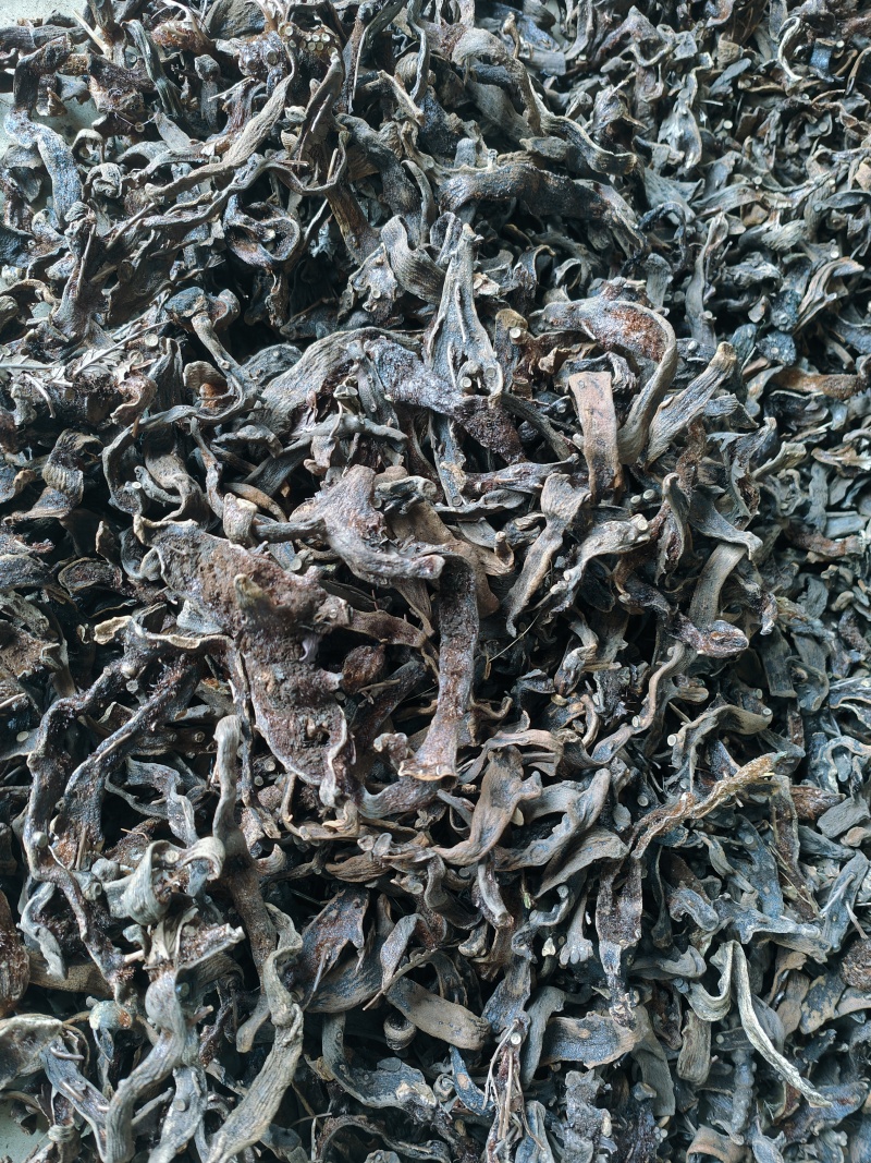 云南高原骨碎补