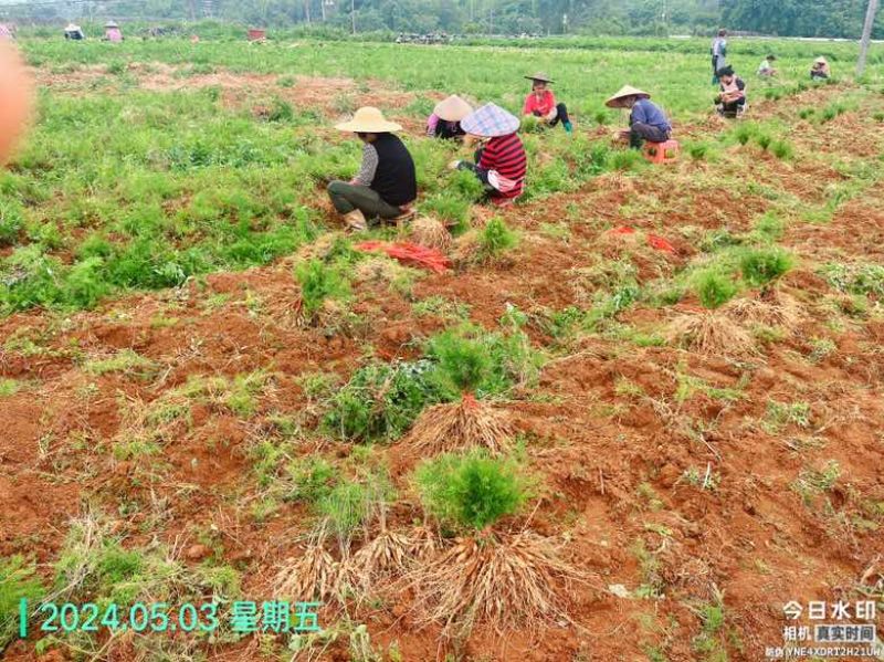 广西优良品种大天冬苗300万株基地直销，3到50个薯左右