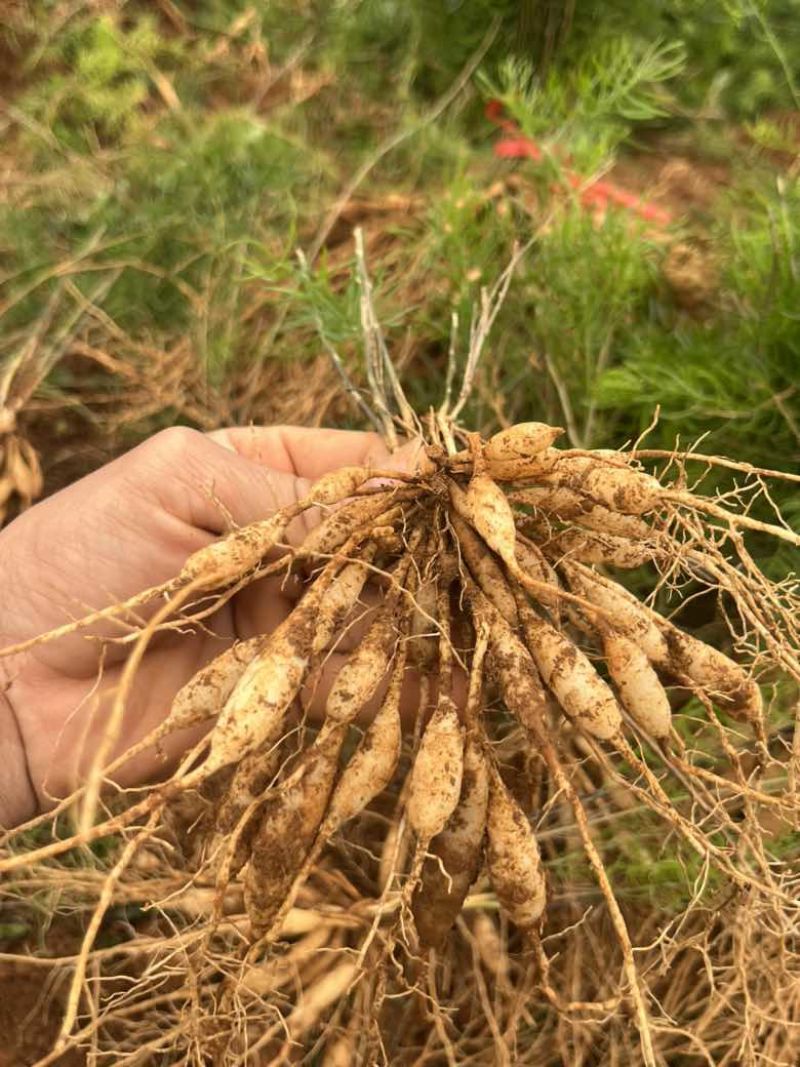 广西优良品种大天冬苗300万株基地直销，3到50个薯左右
