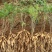 广西优良品种大天冬苗300万株基地直销，3到50个薯左右